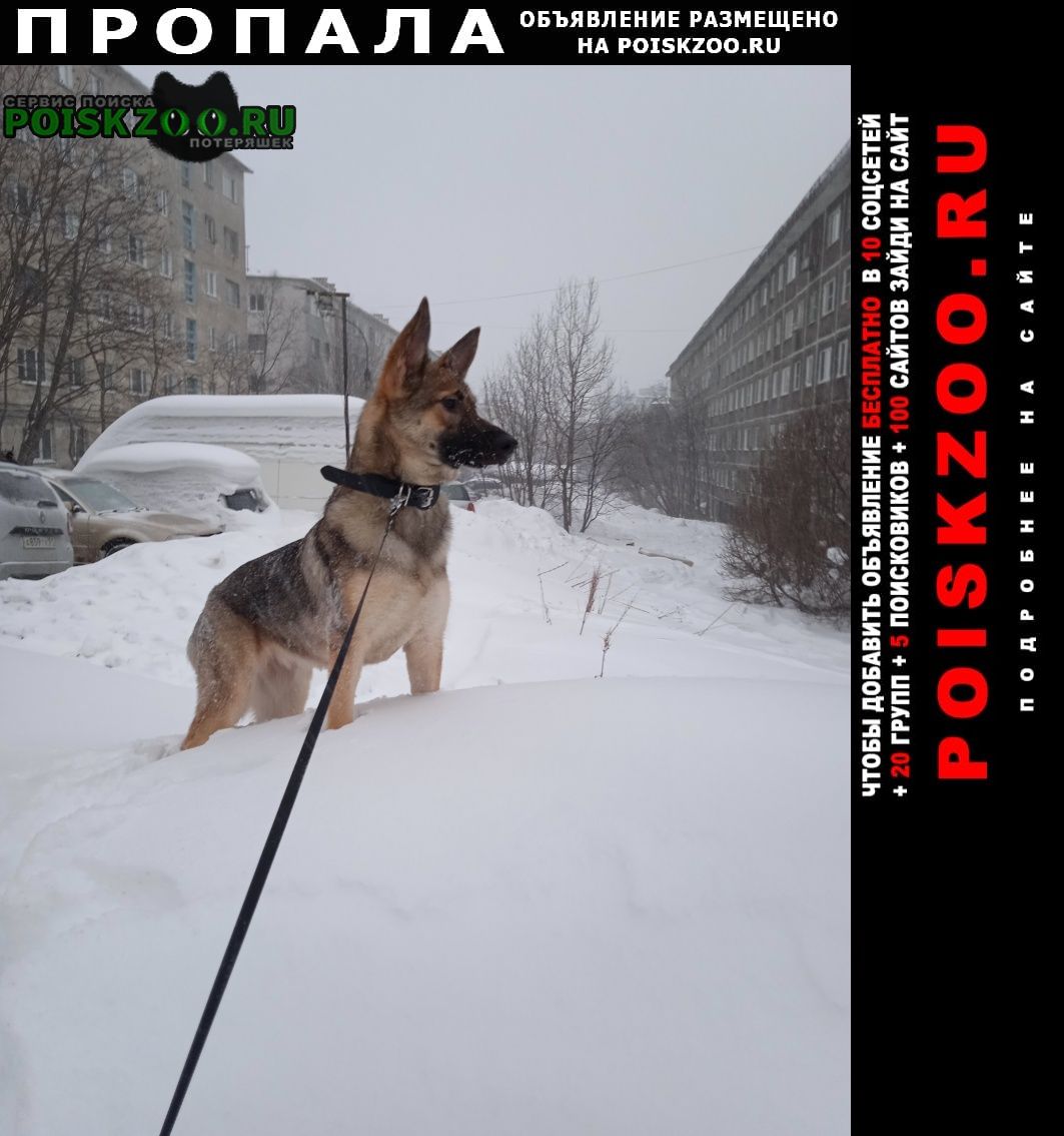 Пропала собака Мурманск