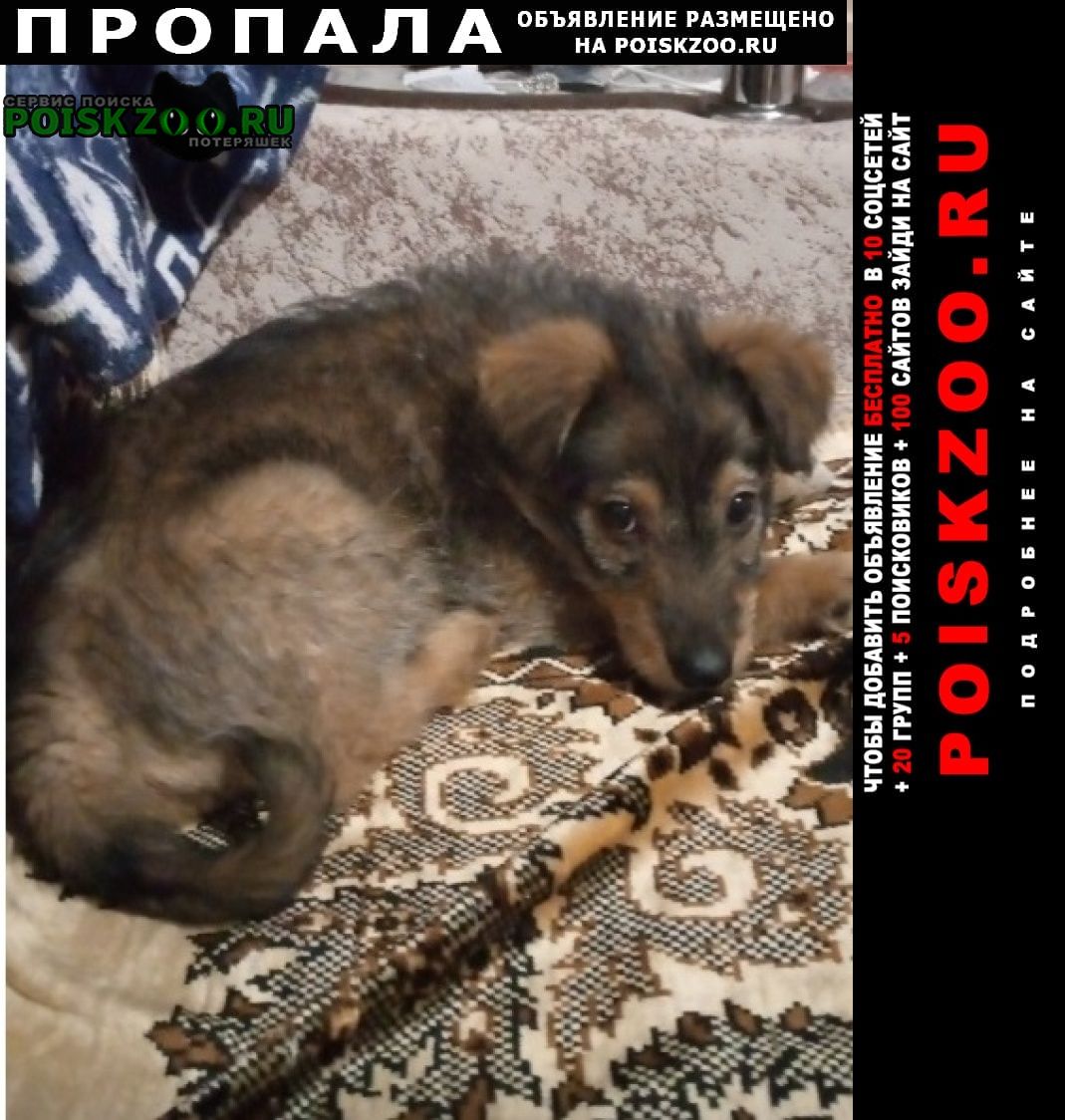 Пропала собака щенок Пермь