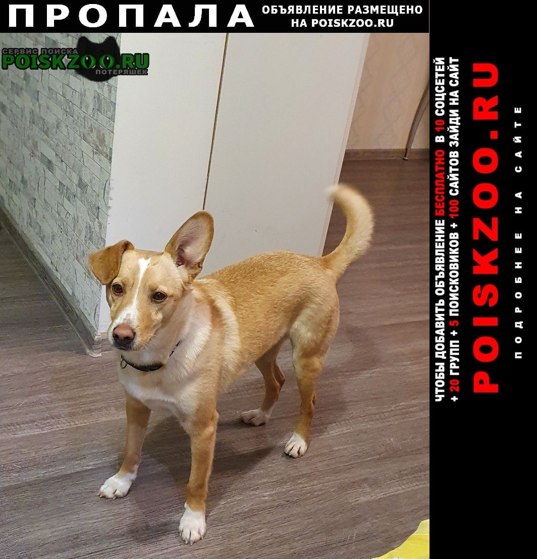 Пропала собака кобель Екатеринбург
