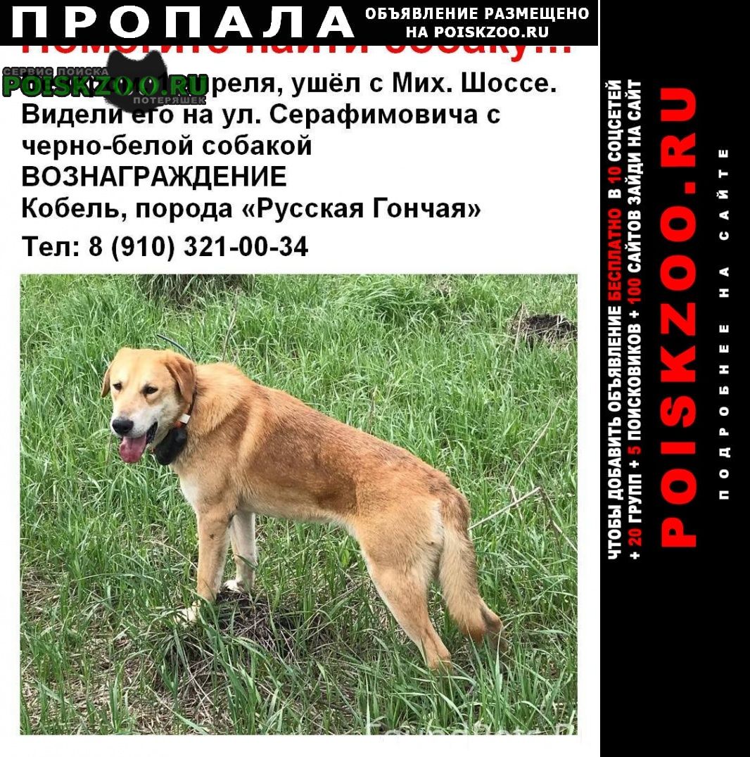 Пропала собака кобель русская гончая Белгород