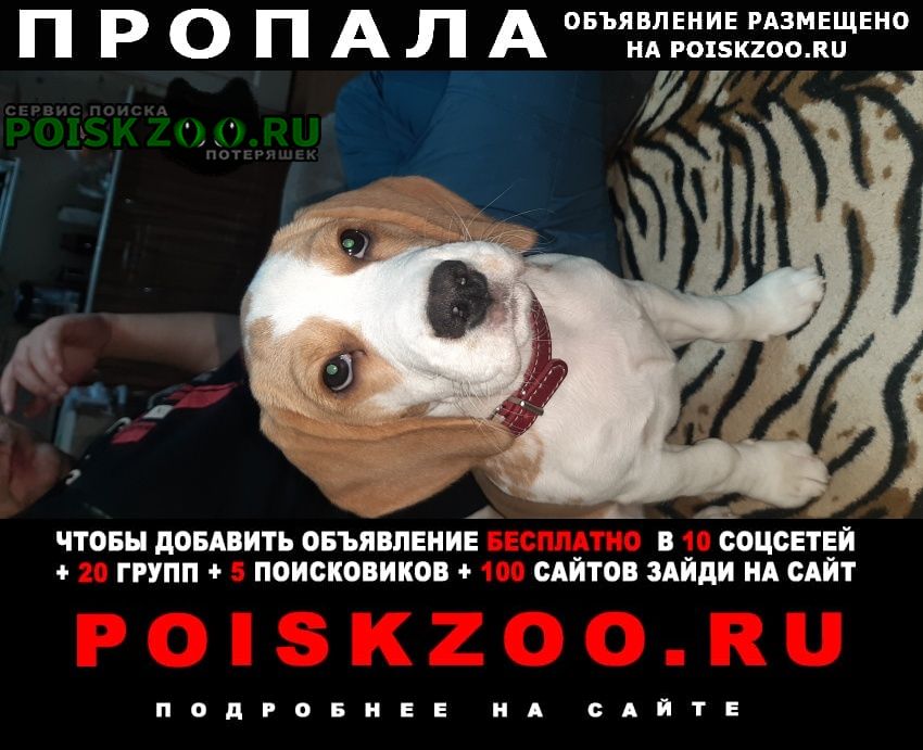 Пропала собака Воскресенск