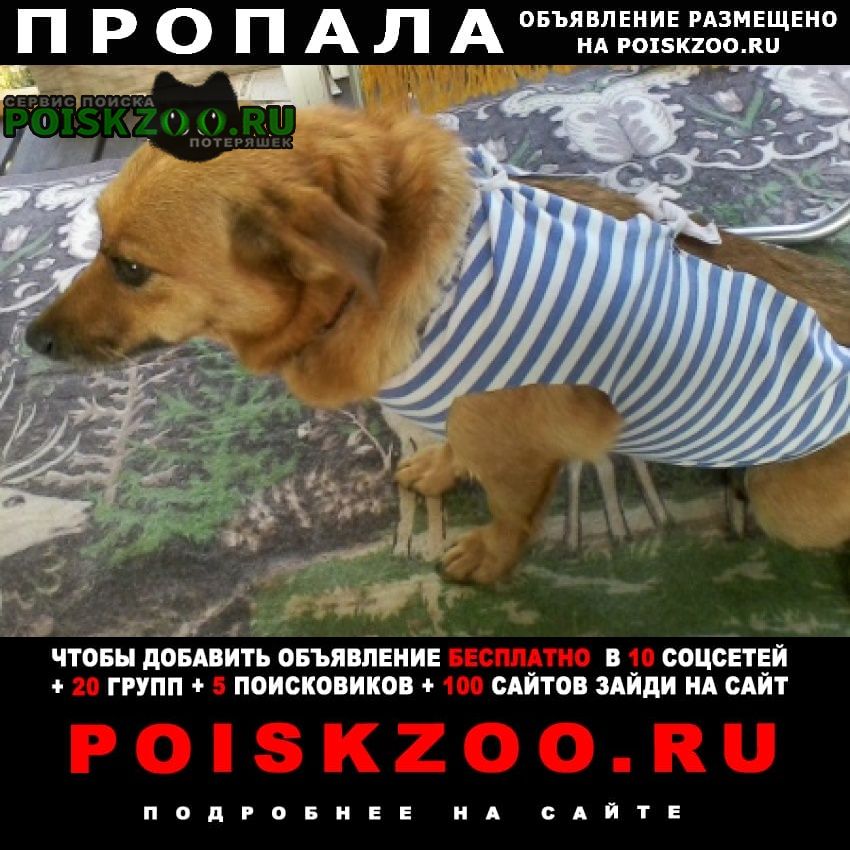 Пропала собака Волгоград