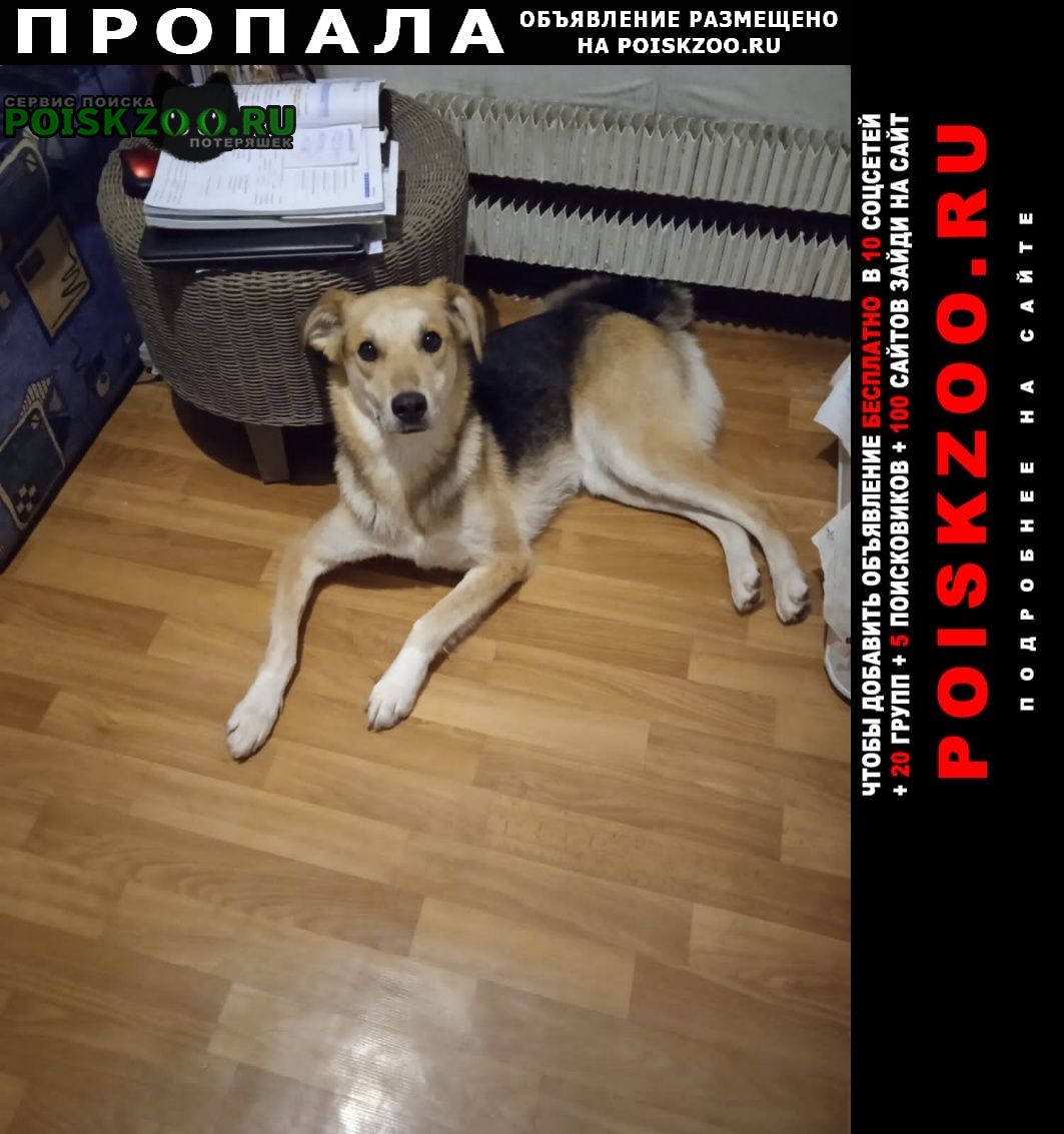 Пропала собака в районе улицы теплый стан д.21 к.2 Москва