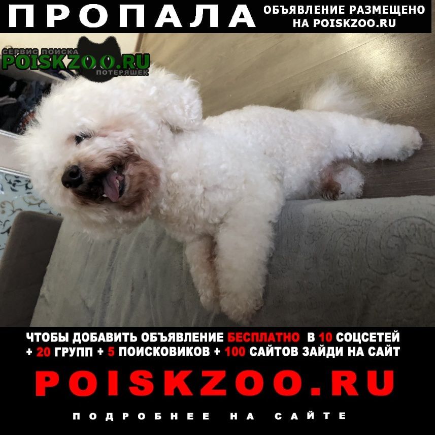 Пропала собака кобель помогите найти Томск