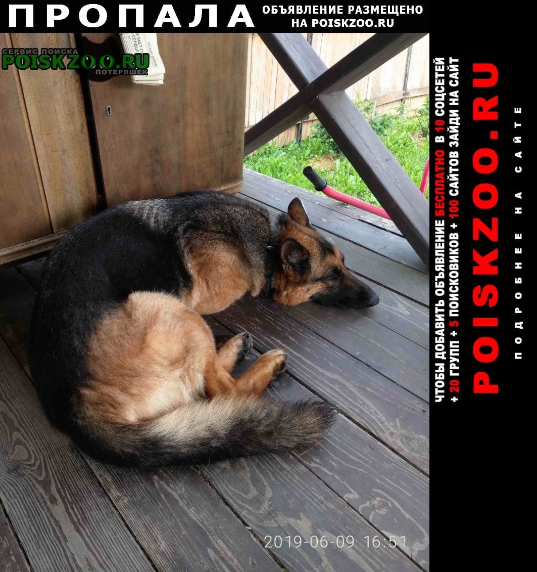 Пропала собака немецкая овчарка, 11 лет, одри Чехов