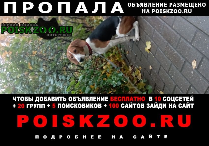Пропала собака эстонская гончая Малоярославец