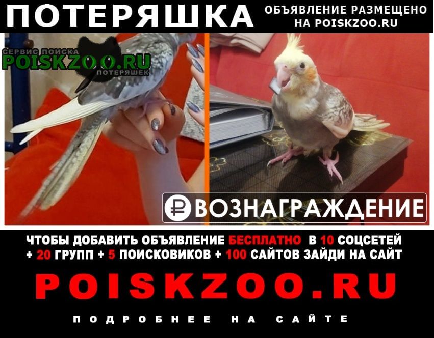 Пропал попугай корелла Москва