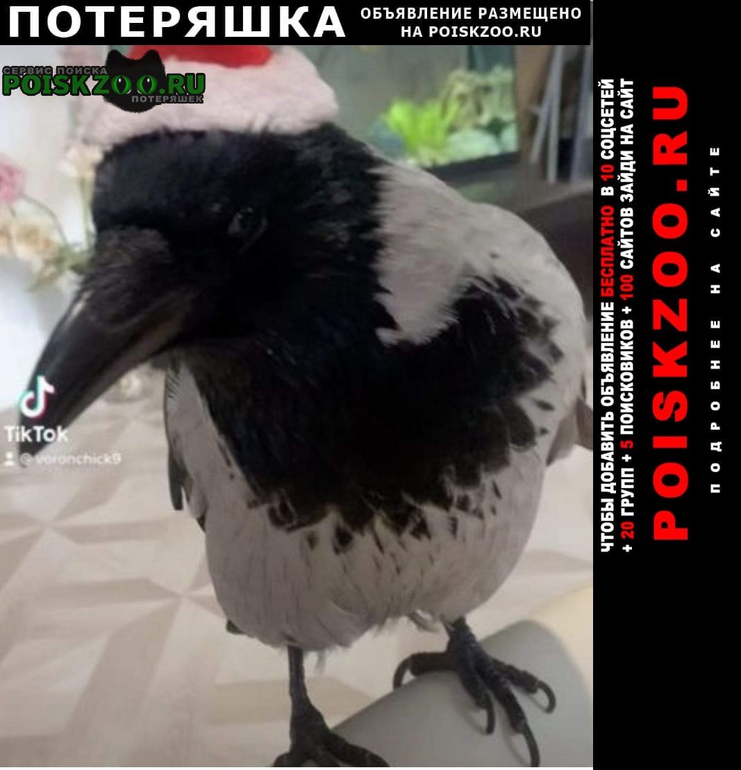 Пропало домашнее животное серая ворона, басманный, электрозаводская Москва