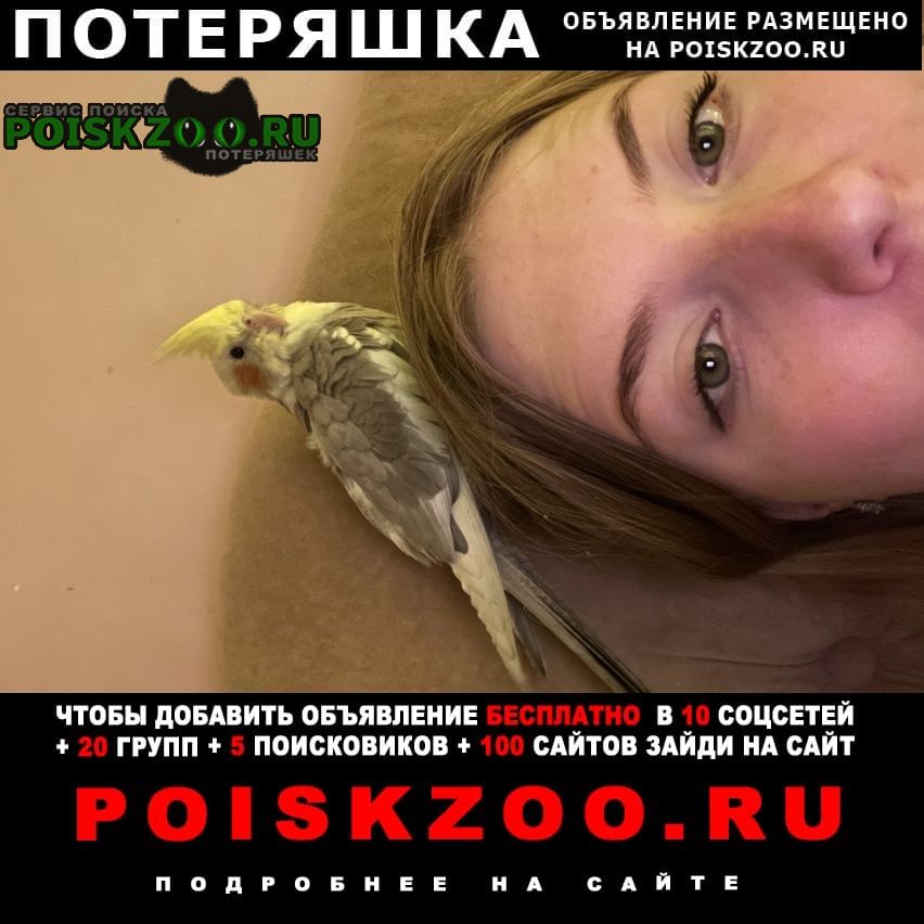 Пропал попугай улетел корелла Севастополь