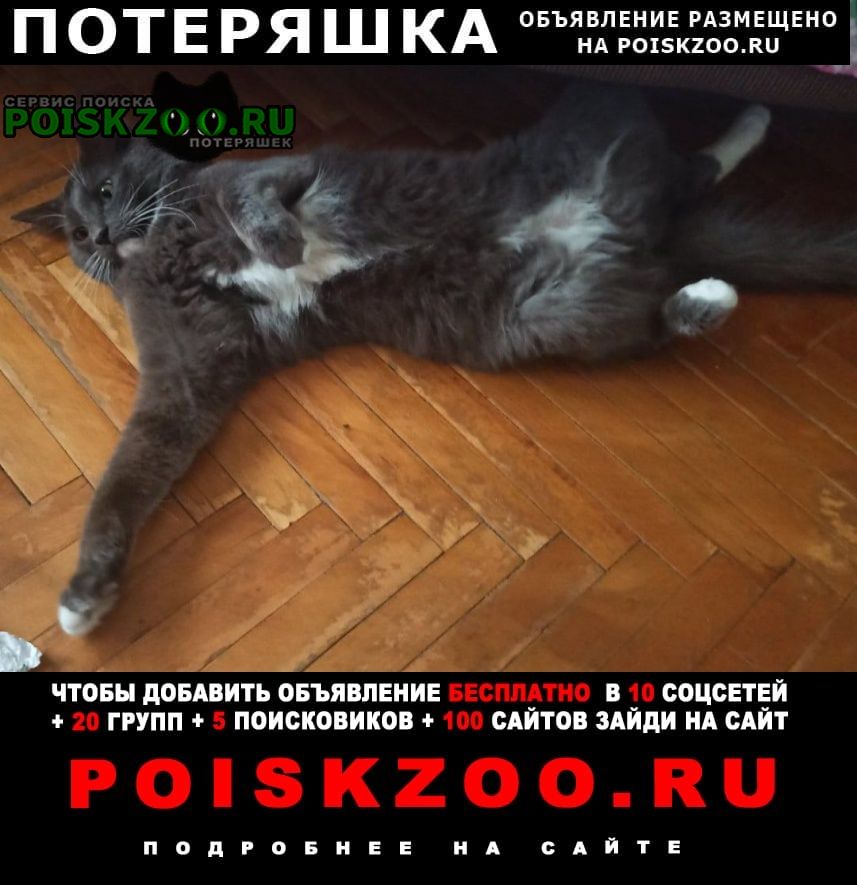 Красногорск Пропало домашнее животное кот