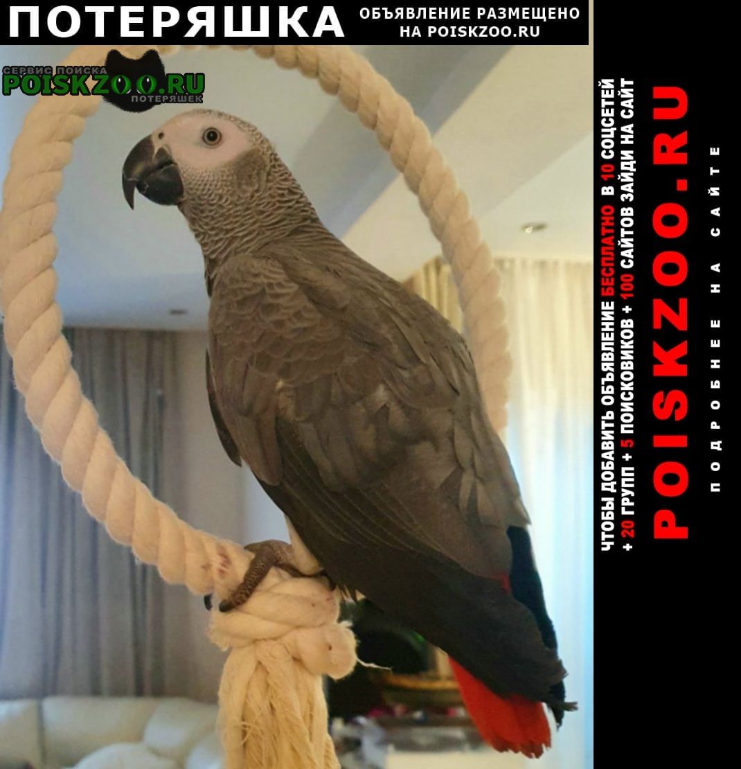 Когалым (Тюменская обл.) Пропал попугай жако