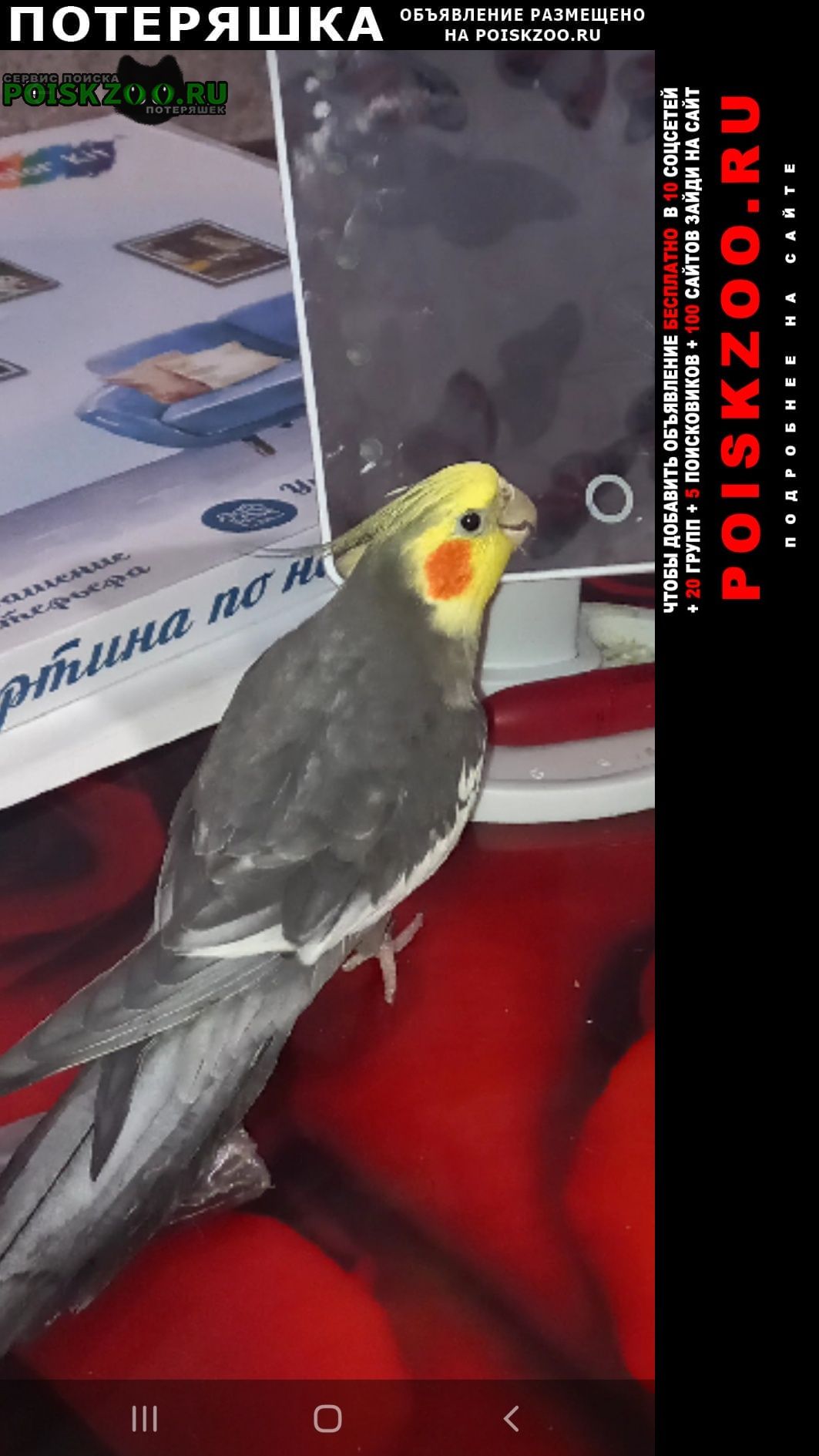 Кострома Пропал попугай
