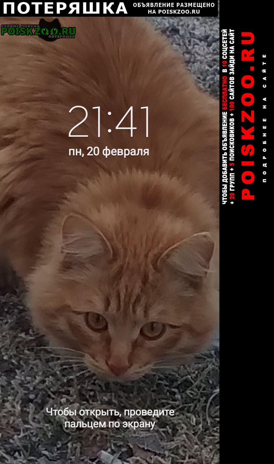 Пропало домашнее животное кот Иваново
