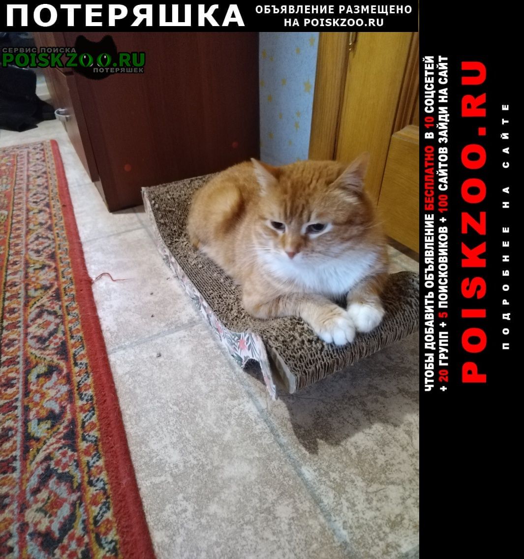 Пропало домашнее животное котик Щелково