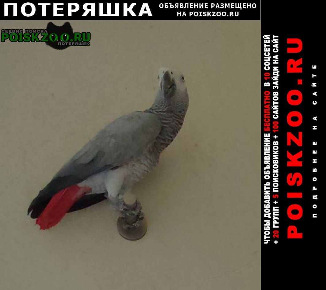 Пропал попугай жако Севастополь