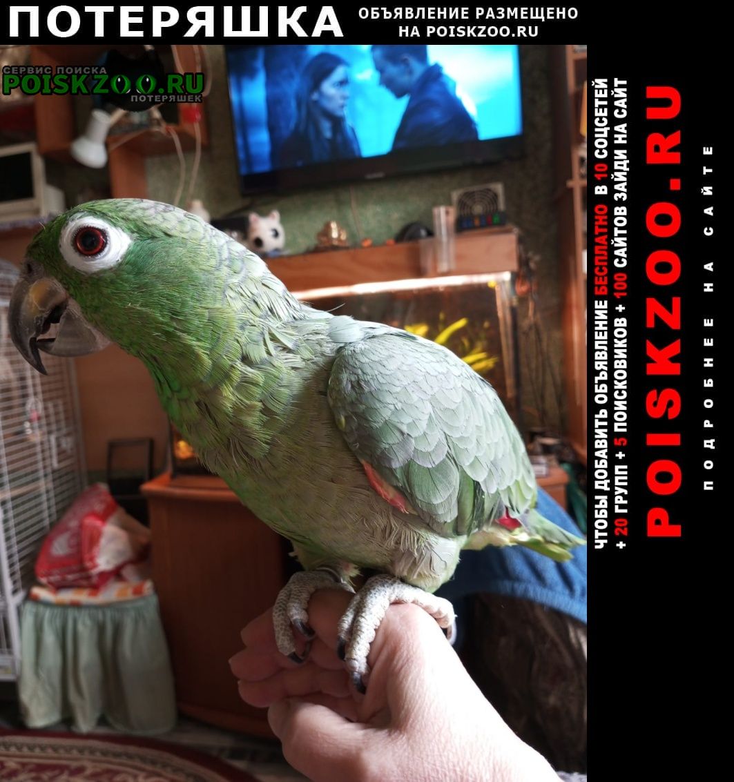 Москва Пропал попугай крупный зелёный попугай