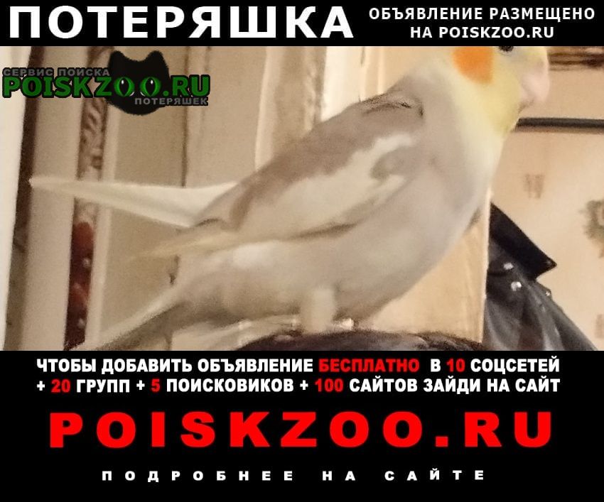 Казань Пропал попугай