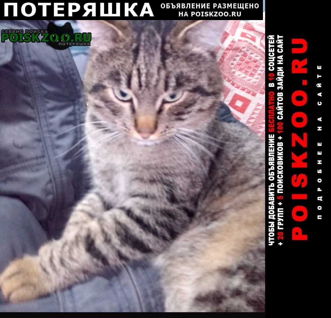 Екатеринбург Пропало домашнее животное кот