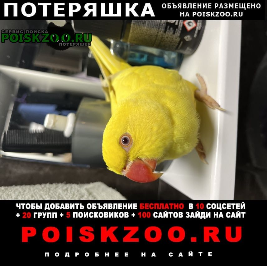 Гвардейское Крым Пропал попугай желтый попугай