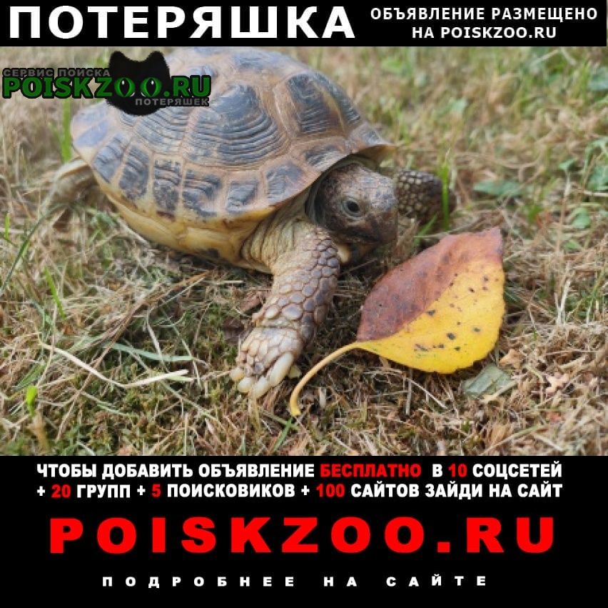 Пропало домашнее животное сухопутная черепаха Санкт-Петербург