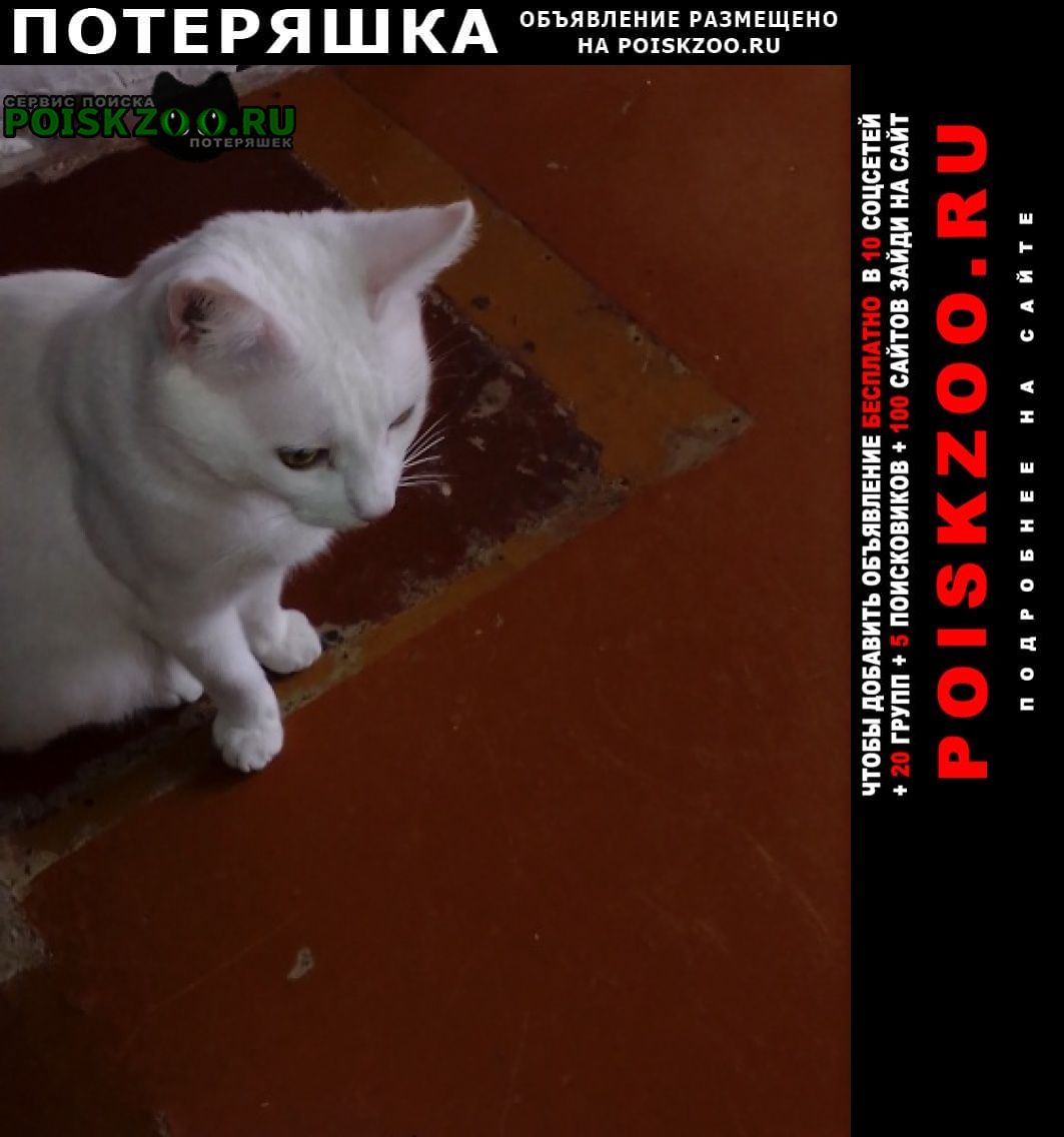 Пропал кот в краснооктябрьском Майкоп (Адыгея)