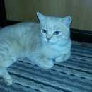 Подробнее об объявлении «Найден кот Оренбург» Фото: найдена кошка Британская короткошерстная «Найден кот Оренбург» в г. Оренбург