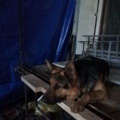 Подробнее об объявлении «Найдена кошка Опалиха» Фото: найдена кошка  «Найдена кошка Опалиха» в г. Опалиха