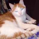 Подробнее об объявлении «Москва Найден кот рыже-белый кот» Фото: найдена кошка  «Москва Найден кот рыже-белый кот» в г. Москва