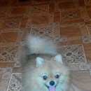 Подробнее об объявлении «Пропала собака шпиц Дзержинск» Фото: пропала собака  «Пропала собака шпиц Дзержинск» в г. Дзержинск