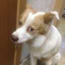 Подробнее об объявлении «Найдена собака кобель ищем хозяев Ангарск» Фото: найдена собака  «Найдена собака кобель ищем хозяев Ангарск» в г. Ангарск