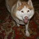 Подробнее об объявлении «Найдена собака Нижний Новгород» Фото: найдена собака Сибирская хаски «Найдена собака Нижний Новгород» в г. Нижний Новгород