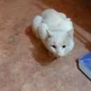 Подробнее об объявлении «Найдена кошка Ханты-Мансийск» Фото: найдена кошка  «Найдена кошка Ханты-Мансийск» в г. Ханты-Мансийск