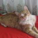 Подробнее об объявлении «Ковров Найден кот рыжий пушистый домашний кот» Фото: найдена кошка  «Ковров Найден кот рыжий пушистый домашний кот» в г. Ковров