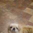 Подробнее об объявлении «Найдена собака Нижний Новгород» Фото: найдена собака Пекинес «Найдена собака Нижний Новгород» в г. Нижний Новгород