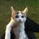 Подробнее об объявлении «Одинцово Пропала кошка» Фото: пропала кошка  «Одинцово Пропала кошка» в г. Одинцово