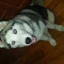 Подробнее об объявлении «Пропала собака Нижний Новгород» Фото: пропала собака Сибирская хаски «Пропала собака Нижний Новгород» в г. Нижний Новгород