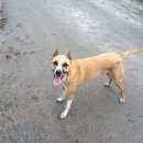 Подробнее об объявлении «Найдена собака кобель, р-н 8 марта. стаффордширский Белгород» Фото: найдена собака Американский стаффордширский терьер «Найдена собака кобель, р-н 8 марта....» в г. Белгород