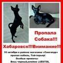 Подробнее об объявлении «Пропала собака кобель Хабаровск» Фото: пропала собака Той-терьер «Пропала собака кобель Хабаровск» в г. Хабаровск