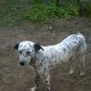 Подробнее об объявлении «Найдена собака Кострома» Фото: найдена собака Далматин «Найдена собака Кострома» в г. Кострома