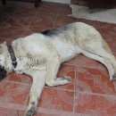 Подробнее об объявлении «Пропала собака Королев» Фото: пропала собака Восточно-европейская овчарка «Пропала собака Королев» в г. Королев