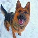 Подробнее об объявлении «Пропала собака помогите найти      Омск» Фото: пропала собака Немецкая овчарка «Пропала собака помогите найти      Омск» в г. Омск