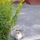 Подробнее об объявлении «Найдена кошка Великий Новгород (Новгород)» Фото: найдена кошка  «Найдена кошка Великий Новгород (Новгород)» в г. Великий Новгород (Новгород)