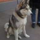 Подробнее об объявлении «Пропала собака кобель Конаково» Фото: пропала собака Сибирская хаски «Пропала собака кобель Конаково» в г. Конаково