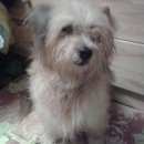 Подробнее об объявлении «Найдена собака кобель Нижний Новгород» Фото: найдена собака  «Найдена собака кобель Нижний Новгород» в г. Нижний Новгород