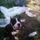 Подробнее об объявлении «Пропала собака кобель Ульяновск» Фото: пропала собака  «Пропала собака кобель Ульяновск» в г. Ульяновск