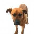 Подробнее об объявлении «Нарофоминск Найдена собака» Фото: найдена собака  «Нарофоминск Найдена собака» в г. Нарофоминск