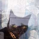 Подробнее об объявлении «Найден кот с чехова Ханты-Мансийск» Фото: найдена кошка  «Найден кот с чехова Ханты-Мансийск» в г. Ханты-Мансийск