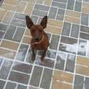 Подробнее об объявлении «Батайск Пропала собака кобель любимец семьи» Фото: пропала собака Карликовый пинчер «Батайск Пропала собака кобель любимец семьи» в г. Батайск