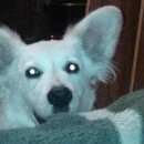 Подробнее об объявлении «Пропала собака кобель Адлер» Фото: пропала собака  «Пропала собака кобель Адлер» в г. Адлер