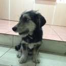 Подробнее об объявлении «Улан-Удэ Найдена собака кобель» Фото: найдена собака  «Улан-Удэ Найдена собака кобель» в г. Улан-Удэ